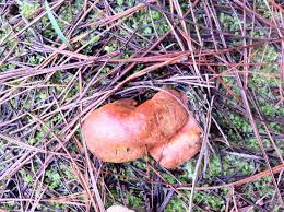 Attēlu rezultāti vaicājumam “Rhizopogon luteolus”