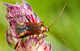 Attēlu rezultāti vaicājumam “Stemonaria irregularis macro”