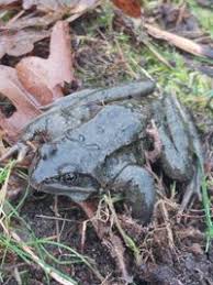 Attēlu rezultāti vaicājumam “Rana temporaria adult”