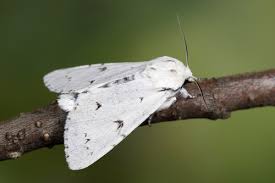 Attēlu rezultāti vaicājumam “Acronicta leporina”