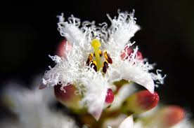 Attēlu rezultāti vaicājumam “Menyanthes trifoliata bud”