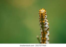 Attēlu rezultāti vaicājumam “Shargacucullia scrophulariae larva”