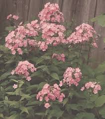 Attēlu rezultāti vaicājumam “Phlox paniculata”