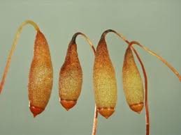 Attēlu rezultāti vaicājumam “Bryum caespiticium sporophyte”