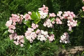 Attēlu rezultāti vaicājumam “Crataegus macracantha flower”