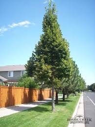 Attēlu rezultāti vaicājumam “Tilia americana”