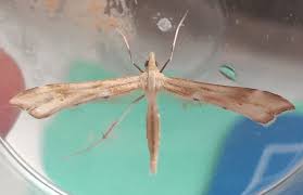 Attēlu rezultāti vaicājumam “Gillmeria pallidactyla”