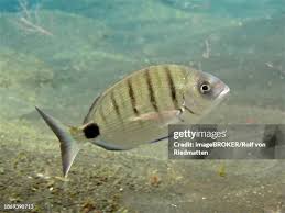 Image result for Diplodus cadenati