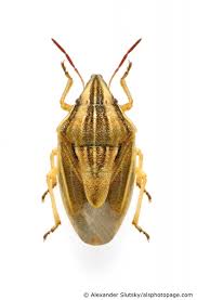 Attēlu rezultāti vaicājumam “Aelia acuminata”