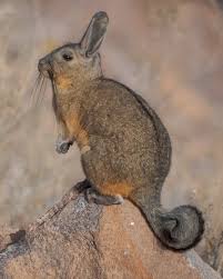 Image result for viscacha