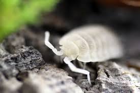 Attēlu rezultāti vaicājumam “Porcellio scaber”