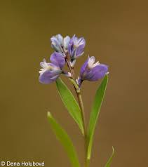 Attēlu rezultāti vaicājumam “Polygala amarella leaf”