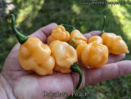 Afbeeldingsresultaat voor peach habanero hot pepper
