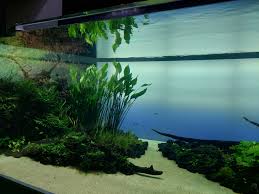 Znalezione obrazy dla zapytania takashi amano%