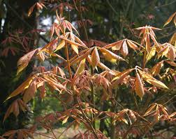 Attēlu rezultāti vaicājumam “Aesculus x neglecta”