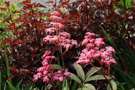 Image result for Rodgersia chocolate wings