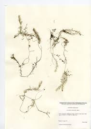 Attēlu rezultāti vaicājumam “Utricularia intermedia leaf”