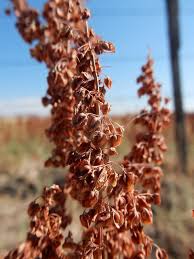 Attēlu rezultāti vaicājumam “Rumex crispus fruit”
