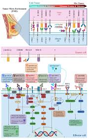 Image result for badalini tehron