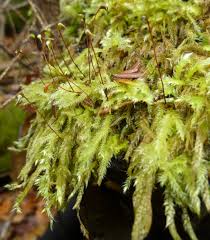 Attēlu rezultāti vaicājumam “Hedwigia ciliata sporophyte”