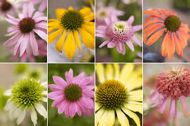 Image result for Sonnenhut