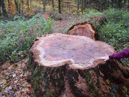 Image result for Mammutbaum