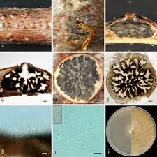 Attēlu rezultāti vaicājumam “Ophiotheca chrysosperma spores”