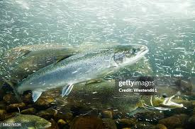 Image result for Salmo salar