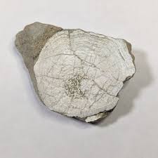 Attēlu rezultāti vaicājumam “Laccognathus panderi”