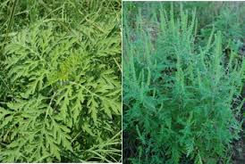 Attēlu rezultāti vaicājumam “Ambrosia artemisiifolia fruit”