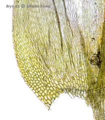 Attēlu rezultāti vaicājumam “Brachythecium albicans”