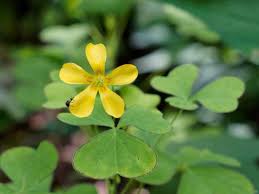 Attēlu rezultāti vaicājumam “Oxalidaceae”