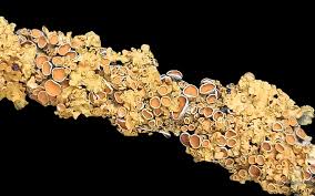 Attēlu rezultāti vaicājumam “Xanthoria parietina”