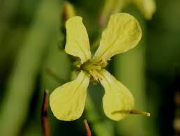 Attēlu rezultāti vaicājumam “Raphanus raphanistrum flower”