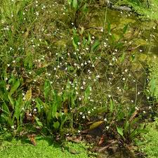 Attēlu rezultāti vaicājumam “Alisma plantago-aquatica”