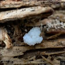 Attēlu rezultāti vaicājumam “Stemonitis foliicola plasmodium”