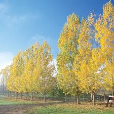 Attēlu rezultāti vaicājumam “Populus x petrowskyana”