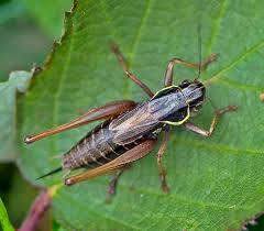 Attēlu rezultāti vaicājumam “Metrioptera roeselii”