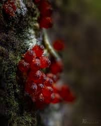 Attēlu rezultāti vaicājumam “Nectria episphaeria”