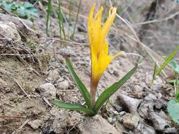 Attēlu rezultāti vaicājumam “Colchicum luteum”