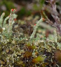 Attēlu rezultāti vaicājumam “Cladonia floerkeana”