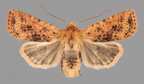 Attēlu rezultāti vaicājumam “Conistra rubiginea”