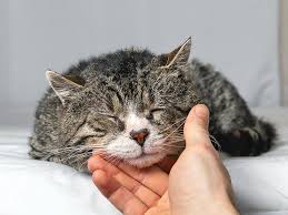 Image result for cat found