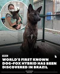 Attēlu rezultāti vaicājumam “Didymium proximum”