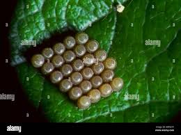 Attēlu rezultāti vaicājumam “Pentatomidae eggs”