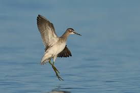 Attēlu rezultāti vaicājumam “Tringa glareola”