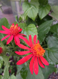 Attēlu rezultāti vaicājumam “Chenopodium acerifolium flower”