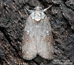 Attēlu rezultāti vaicājumam “Nycteola sp.”