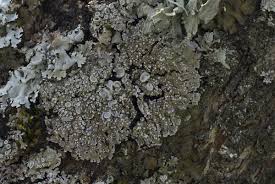 Attēlu rezultāti vaicājumam “Physconia distorta”