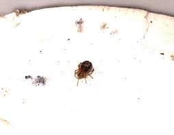 Attēlu rezultāti vaicājumam “Phylloneta sp.”